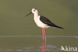 Black-winged Stilt (Himantopus himantopus)