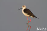 Black-winged Stilt (Himantopus himantopus)