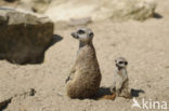Meerkat (Suricata suricatta)