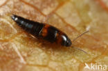 Tachyporus transversalis