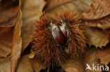 Sweet Chestnut (Castanea sativa)