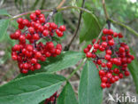 scarlet elderberry (Sambucus racemosa)