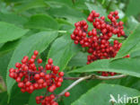 scarlet elderberry (Sambucus racemosa)