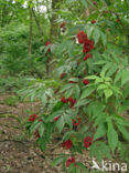 scarlet elderberry (Sambucus racemosa)