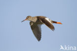 Common Redshank (Tringa totanus)