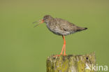 Common Redshank (Tringa totanus)