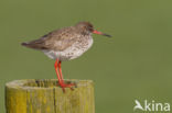 Common Redshank (Tringa totanus)