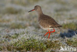 Common Redshank (Tringa totanus)