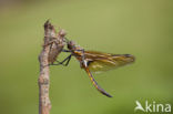 Tweevlek (Epitheca bimaculata)