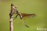 Tweevlek (Epitheca bimaculata)