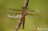 Tweevlek (Epitheca bimaculata)