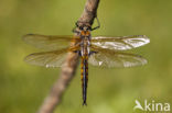 Tweevlek (Epitheca bimaculata)