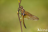 Tweevlek (Epitheca bimaculata)