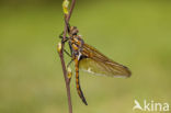 Tweevlek (Epitheca bimaculata)