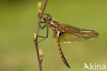 Tweevlek (Epitheca bimaculata)