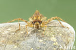 Epitheca bimaculata