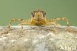 Epitheca bimaculata