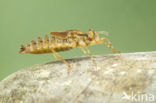 Epitheca bimaculata