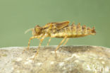 Epitheca bimaculata