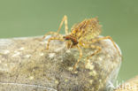 Epitheca bimaculata