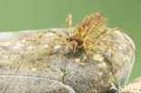 Epitheca bimaculata