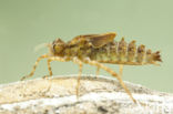 Epitheca bimaculata