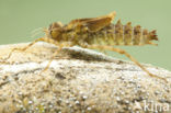 Epitheca bimaculata