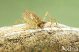 Epitheca bimaculata