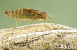 Epitheca bimaculata