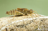 Epitheca bimaculata