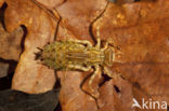 Epitheca bimaculata