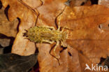 Epitheca bimaculata