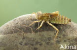 Epitheca bimaculata
