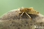 Epitheca bimaculata
