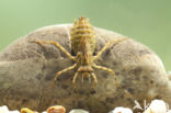Epitheca bimaculata