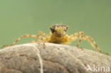 Epitheca bimaculata