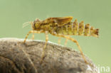 Epitheca bimaculata