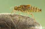 Epitheca bimaculata
