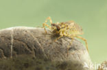 Epitheca bimaculata