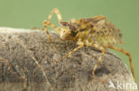 Epitheca bimaculata