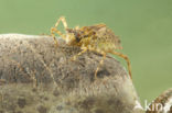 Epitheca bimaculata