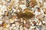 Epitheca bimaculata