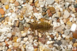 Epitheca bimaculata
