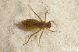 Epitheca bimaculata