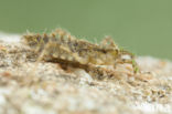 Epitheca bimaculata
