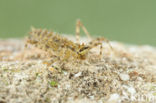 Epitheca bimaculata