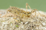 Epitheca bimaculata