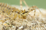 Epitheca bimaculata