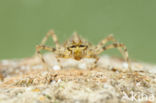 Epitheca bimaculata