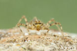 Epitheca bimaculata